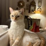 Picture of cat lost at Lyon