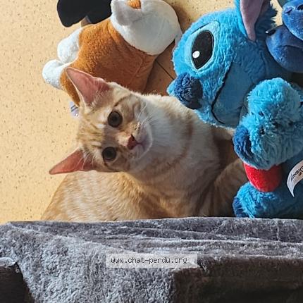 Photo 1/1 Flamby Chat lost in Frasne le chateau