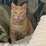 Picture of cat lost at Villeneuve Les Avignon