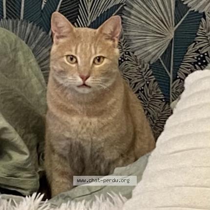 Photo 1/1 Simba Chat lost in Villeneuve les avignon