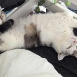 Picture of cat lost at Valence