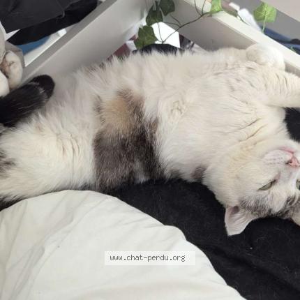 Photo 1/1 Neige Chat lost in Valence