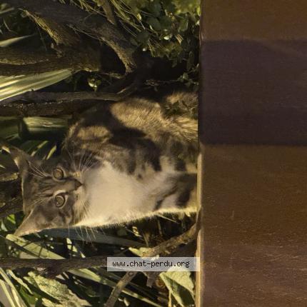 Photo 1/1 Found cat Found in Gallieni