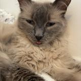 Picture of cat lost at Nousty