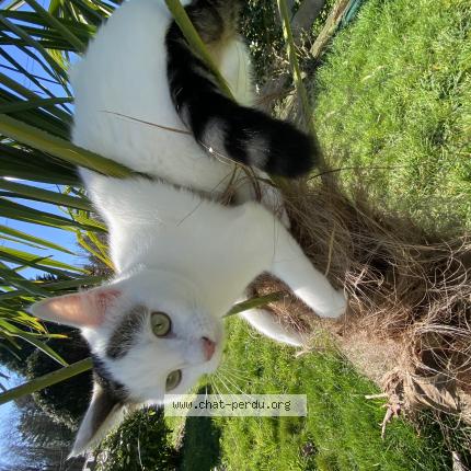 Photo 1/1 Cat reunited Lost in Rennes