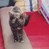 Picture of cat lost at Charvieu Chavagneux