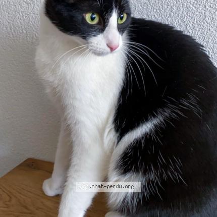 Photo 1/1 Boli Chat lost in Villars sur glane