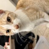 Picture of cat found at Tourcoing