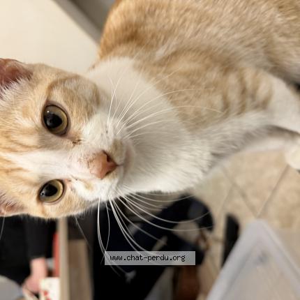 Photo 1/1 Found cat Found in Tourcoing