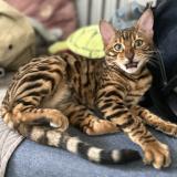 Picture of cat lost at Argenteuil