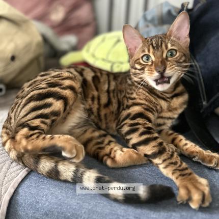 Photo 1/1 Ocelo Chat lost in Argenteuil