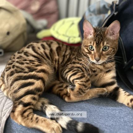 Photo 2/4 Ocelo Chat lost in Argenteuil