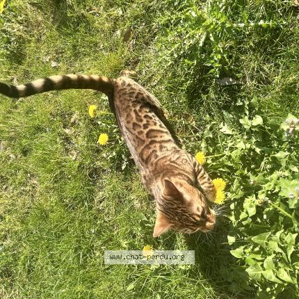 Photo 3/4 Ocelo Chat lost in Argenteuil