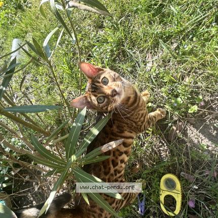 Photo 4/4 Ocelo Chat lost in Argenteuil