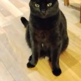 Picture of cat lost at Bordeaux