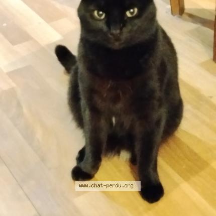 Photo 1/1 Gino Chat lost in Bordeaux