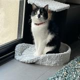 Picture of cat lost at Marseille