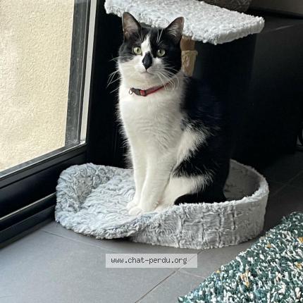 Photo 1/1 Charly Chat lost in Marseille