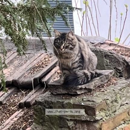 Photo 1/1 Found cat Found in Mulhouse