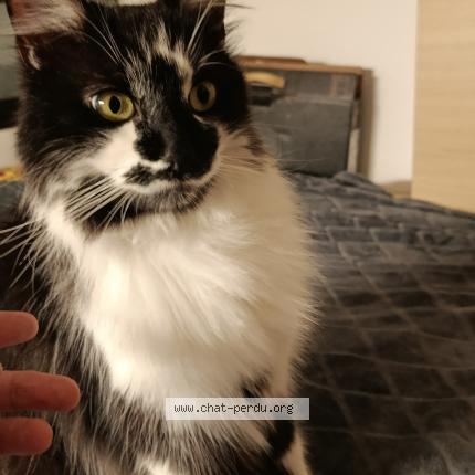 Photo 1/1 Found cat Found in Lyon