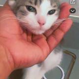 Picture of cat lost at Queens