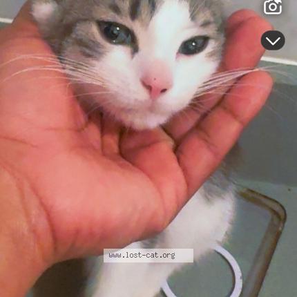 Photo 1/1 shpinx Chat lost in Queens