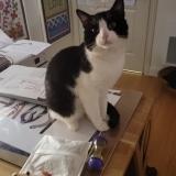 Picture of cat found at Villiers Sur Marne