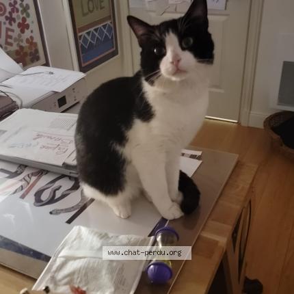 Photo 1/1 Found cat Found in Villiers sur marne