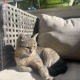 Picture of cat lost at Annemasse