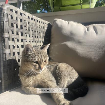 Photo 1/1 Tchikita Chat lost in Annemasse