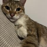 Picture of cat lost at Bagnolet