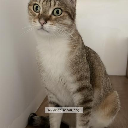 Photo 2/2 Cat reunited Lost in Bagnolet