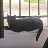 Picture of cat lost at Sartrouville