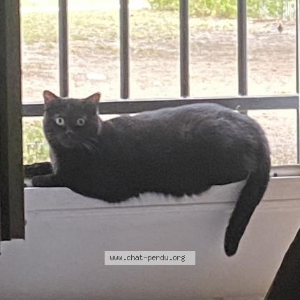 Photo 1/1 luna Chat lost in Sartrouville