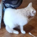 Picture of cat lost at Fougeres