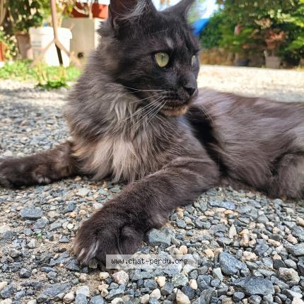 Photo 1/1 Syria Chat lost in Saint maixent l ecole