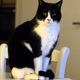 Picture of cat lost at Guilvinec