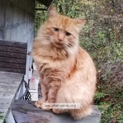 Photo 1/1 Ryjik Chat lost in Gieres
