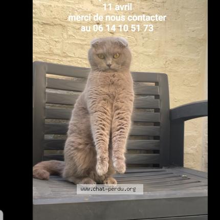 Photo 1/1 RIMEO Chat lost in St quentin