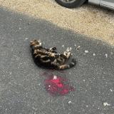 Picture of cat found at Isles Les Villenoy