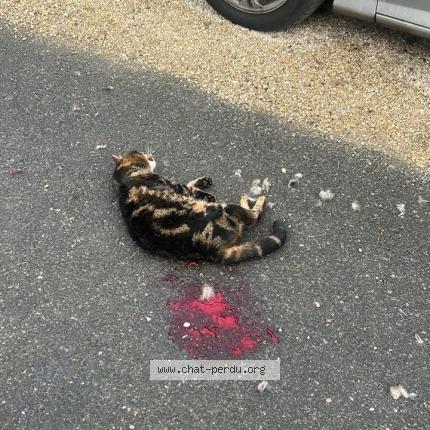 Photo 1/1 Found cat Found in Isles les villenoy