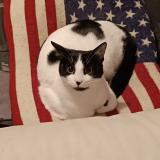 Picture of cat lost at Saint Martin Lacaussade