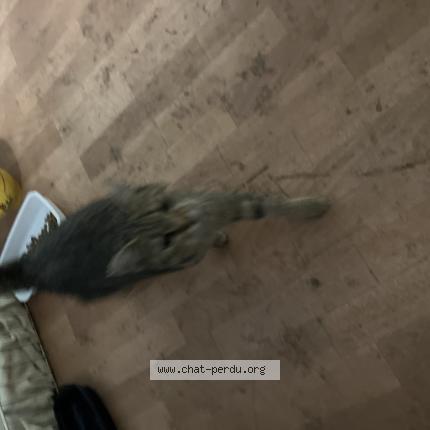 Photo 1/1 Found cat Found in Estaires