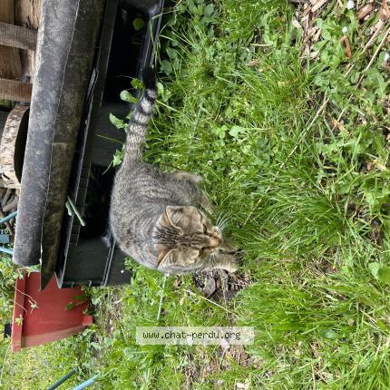 Photo 1/1 Found cat Found in Estaires