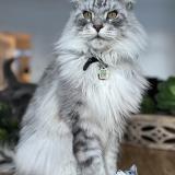 Picture of cat lost at Laval