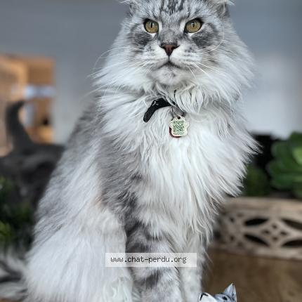 Photo 1/1 Sultan Chat lost in Laval