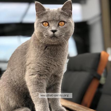 Photo 1/1 Bulle Chat lost in Chezard saint martin