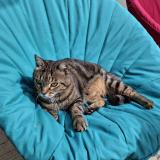 Picture of cat lost at La Rochelle