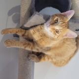 Picture of cat lost at Caissargues