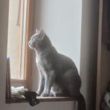 Picture of cat lost at Briord